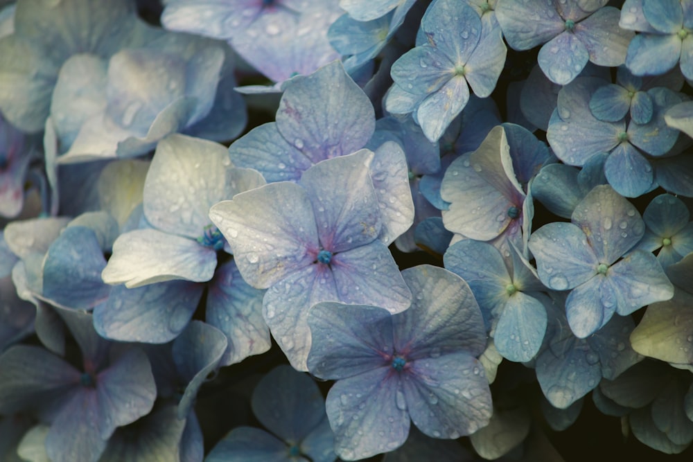 Lila und weiße Blume in Nahaufnahmen