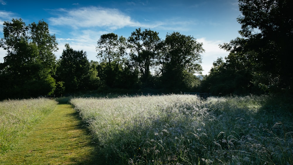 Grünes Grasfeld und grüne Bäume unter blauem Himmel tagsüber