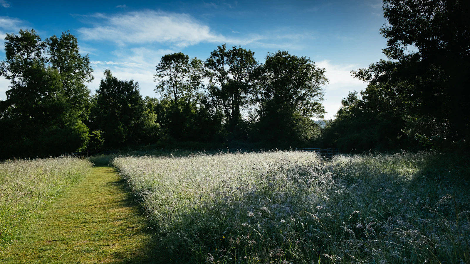 Fields and trees outside Winchester on a summer day