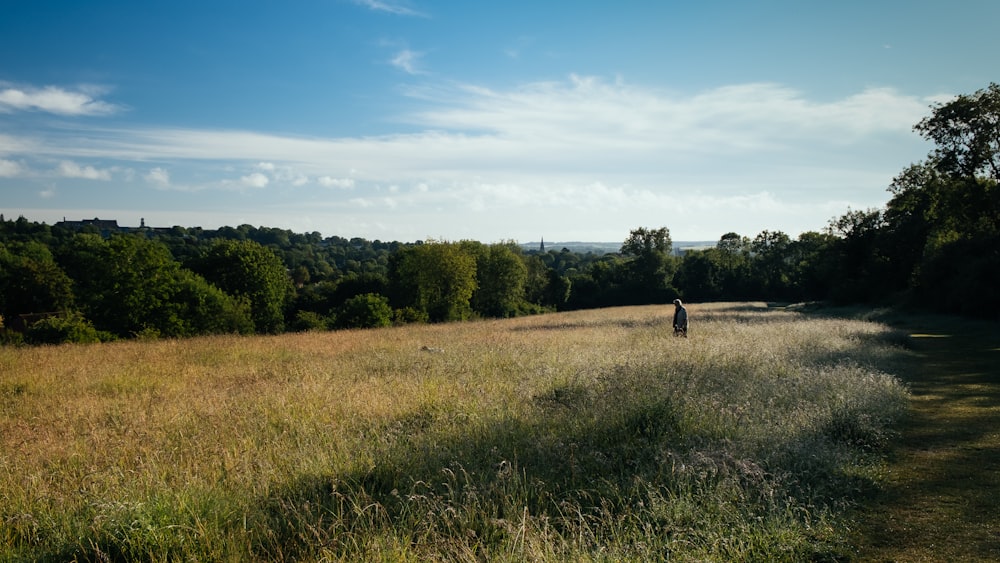 personne marchant sur un champ d’herbe verte pendant la journée