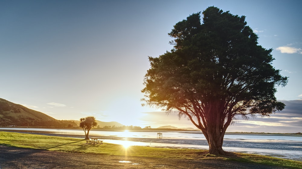 green tree near body of water during daytime