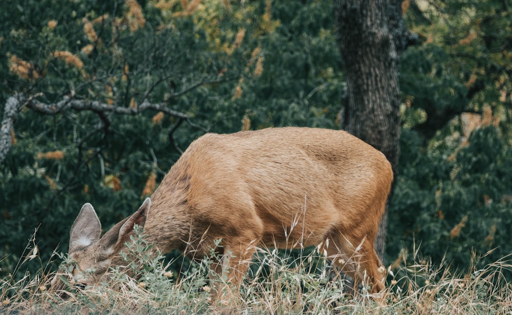 animale marrone su erba verde durante il giorno