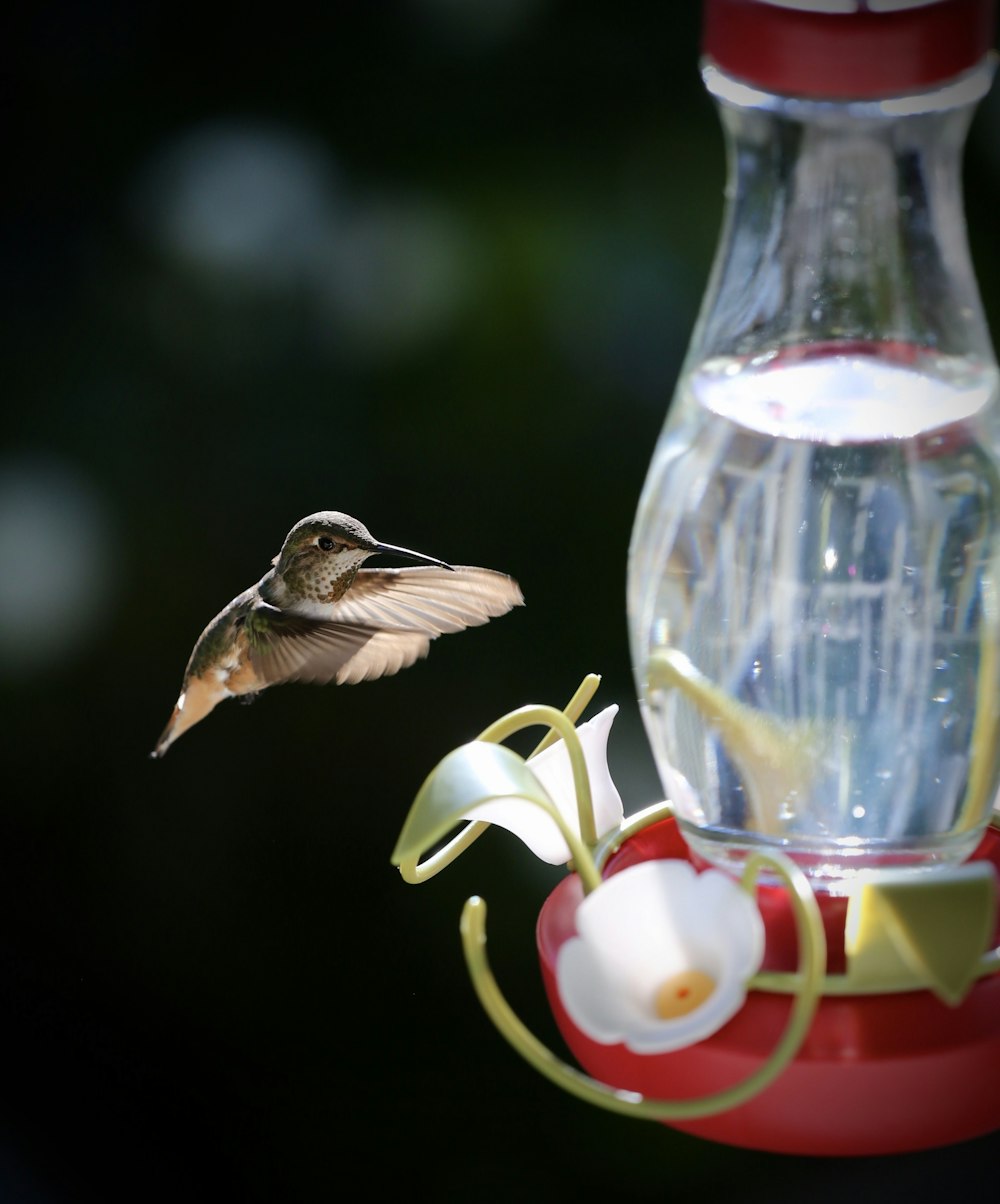 brown and white humming bird on clear glass container