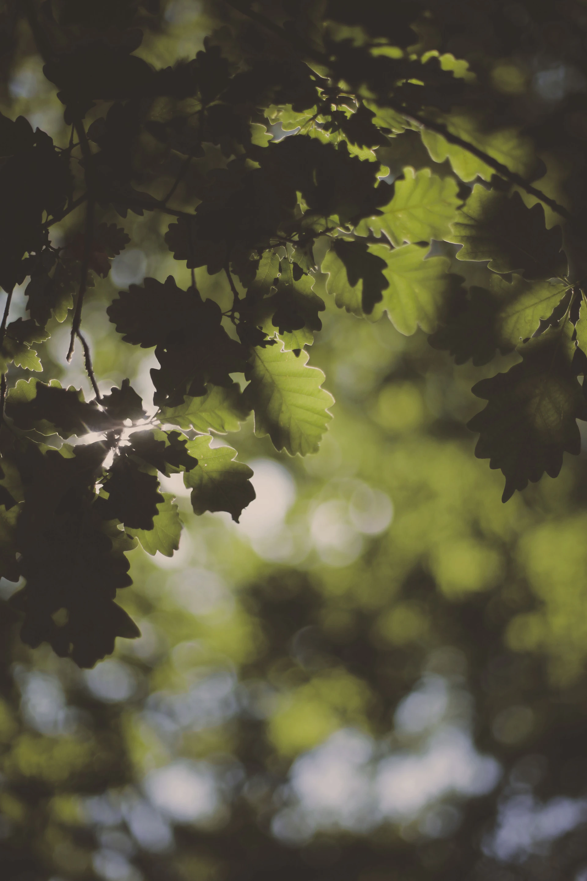 green leaves in tilt shift lens