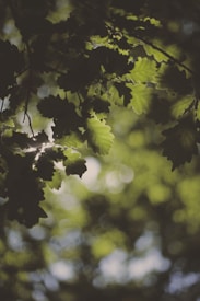 Sunlight filters through a dense canopy of oak leaves, creating a pattern of light and shadow. The leaves are sharply defined against a blurred background, highlighting the play of light on their delicate edges.