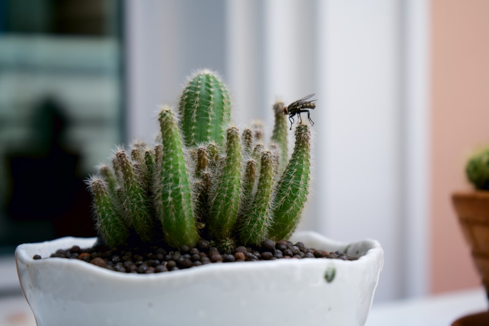 green cactus in white pot