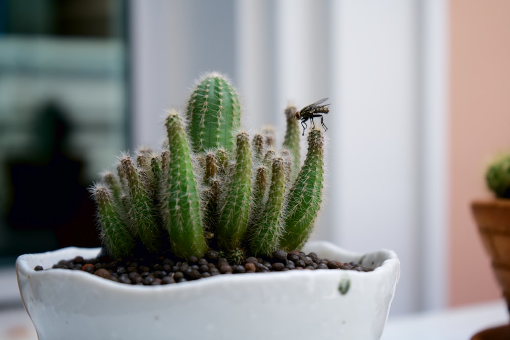 cactus verde in vaso bianco