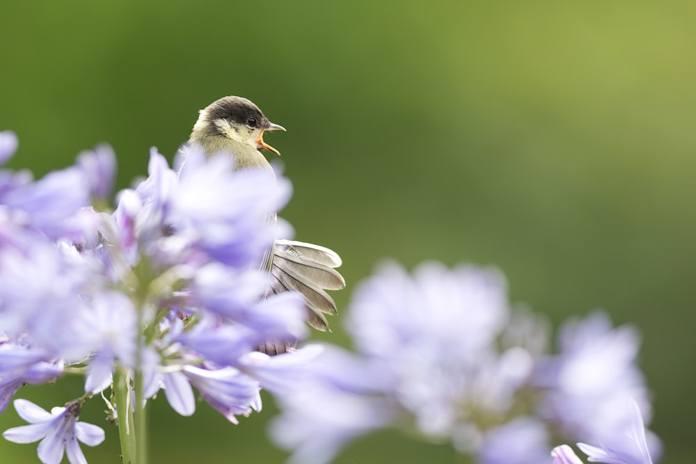 Brauner und gelber Vogel auf lila Blume