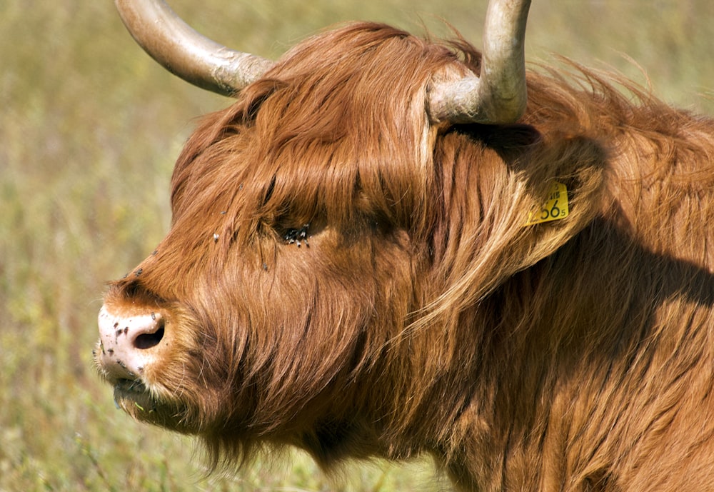 brown yak on green grass field during daytime