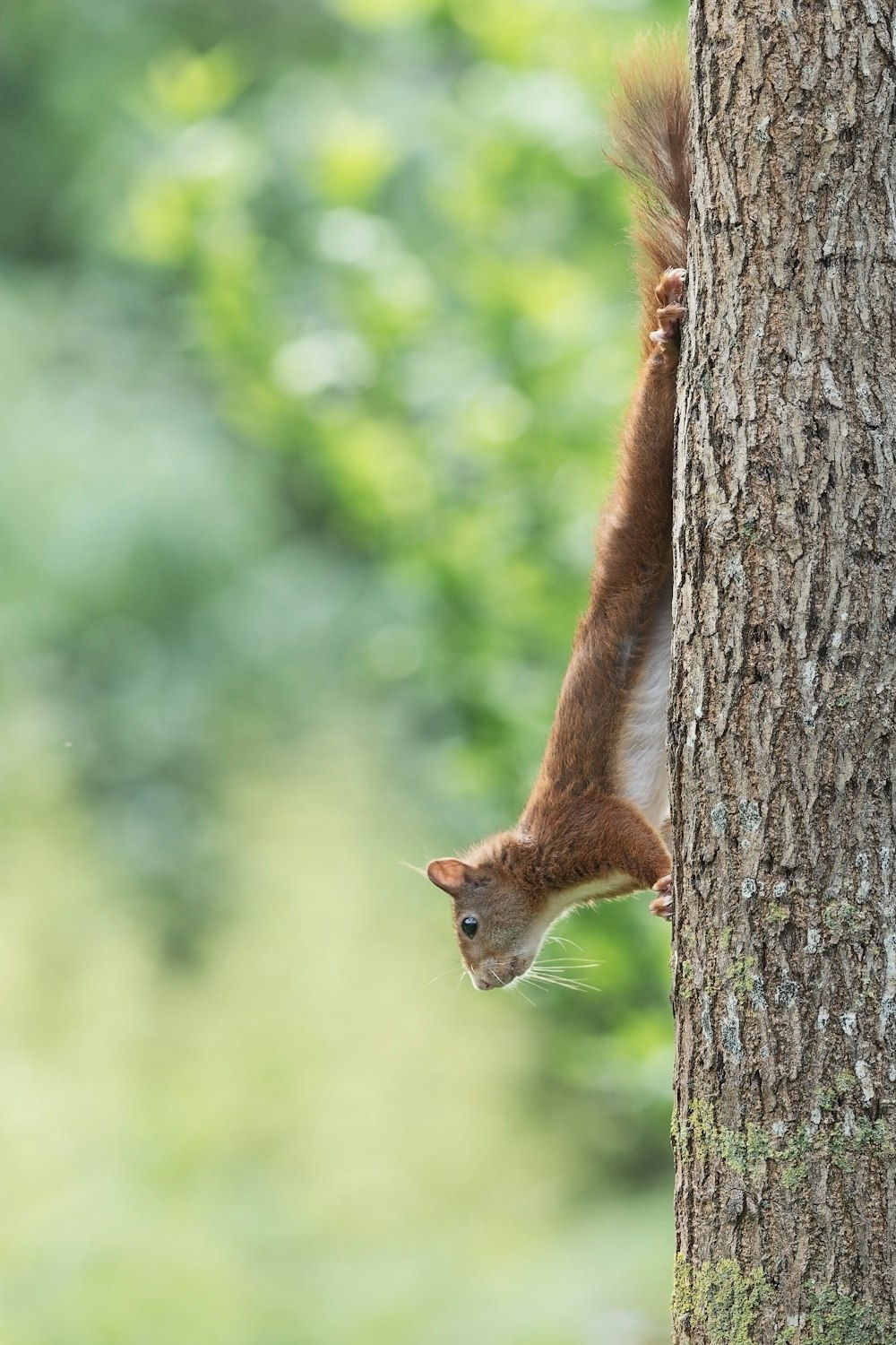 brown squirrel on brown tree trunk during daytime