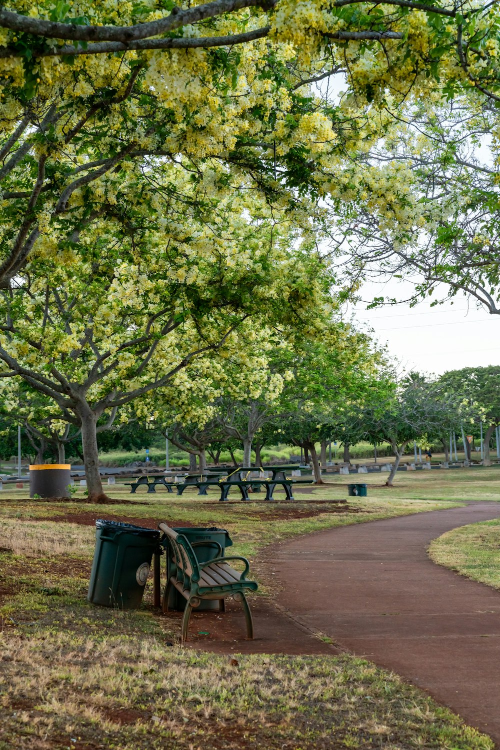 green trees on park during daytime