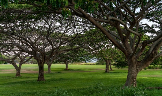 green grass field with trees during daytime in Hawai'i United States