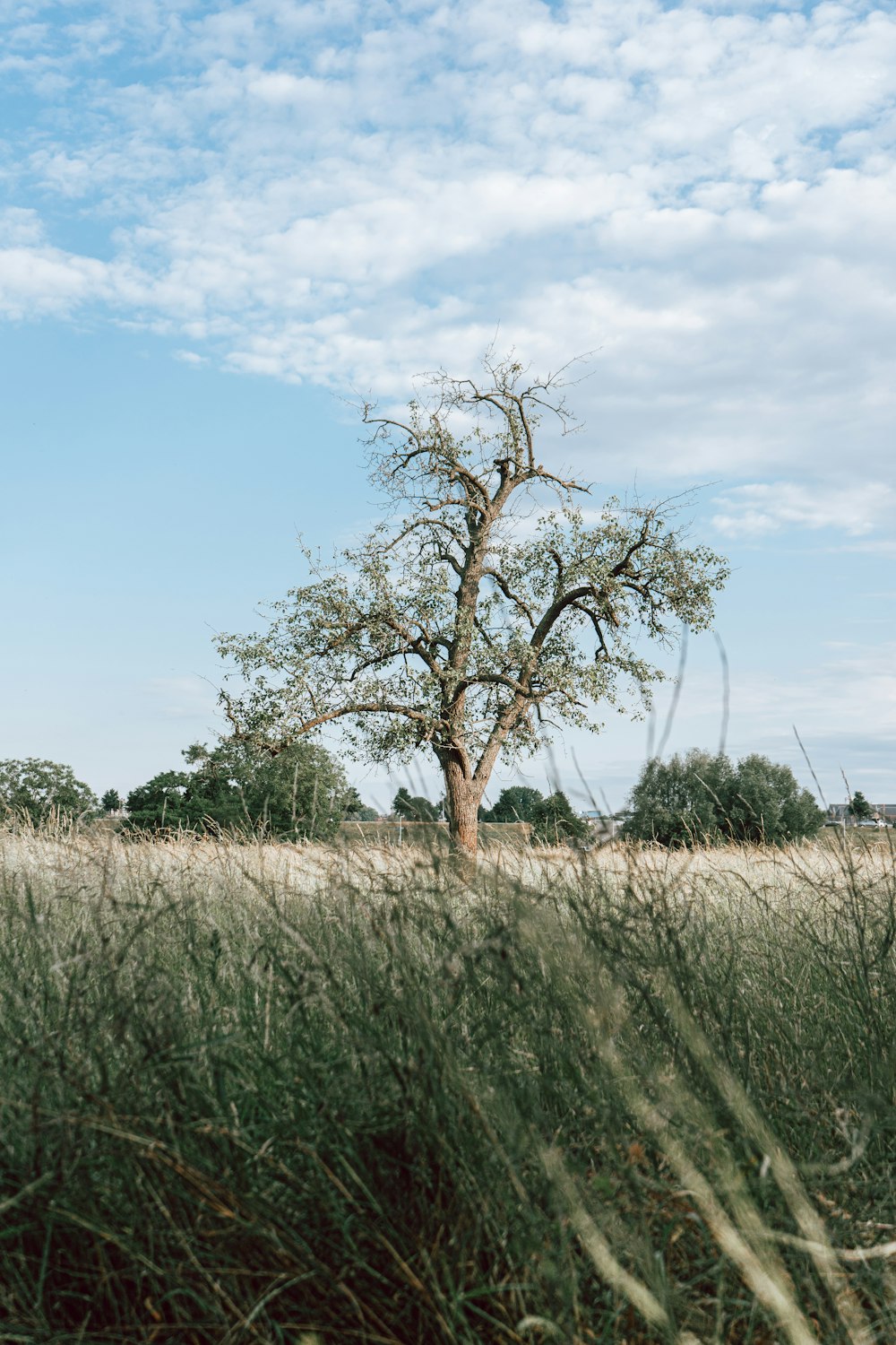 green grass field with brown tree under blue sky during daytime