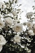 white roses in bloom during daytime
