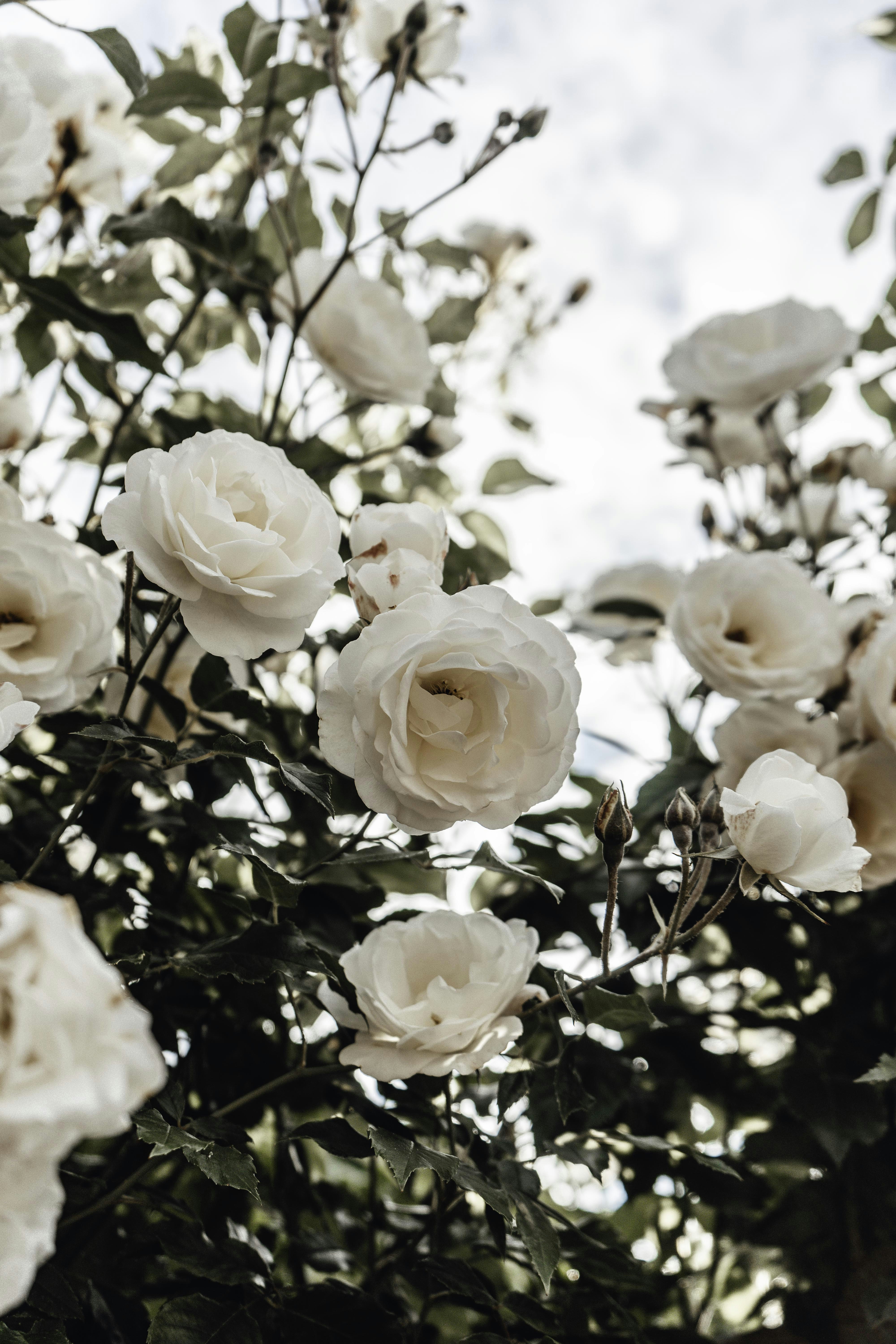 Background White Rose gambar ke 2