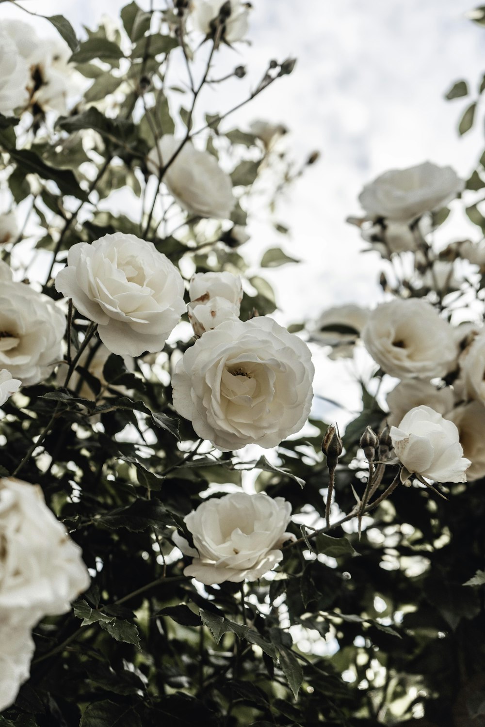 white roses in bloom during daytime