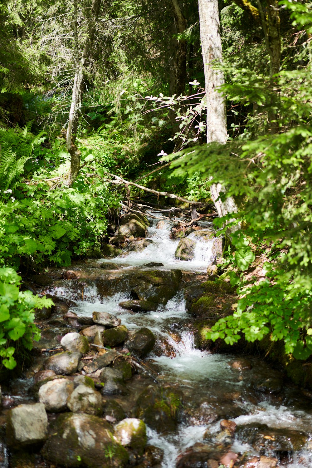 green moss on rocks in river