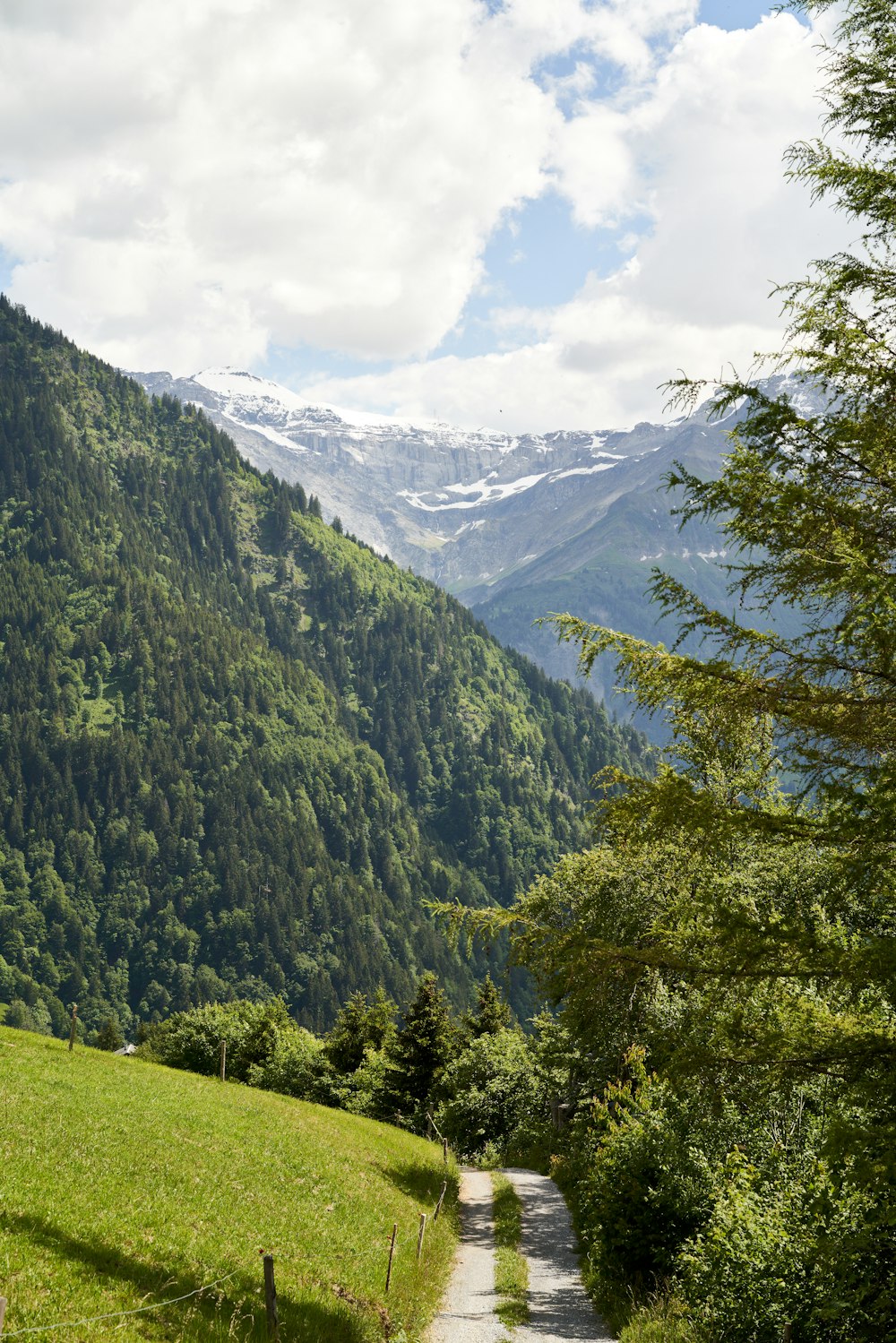 green trees on green grass field near mountain during daytime