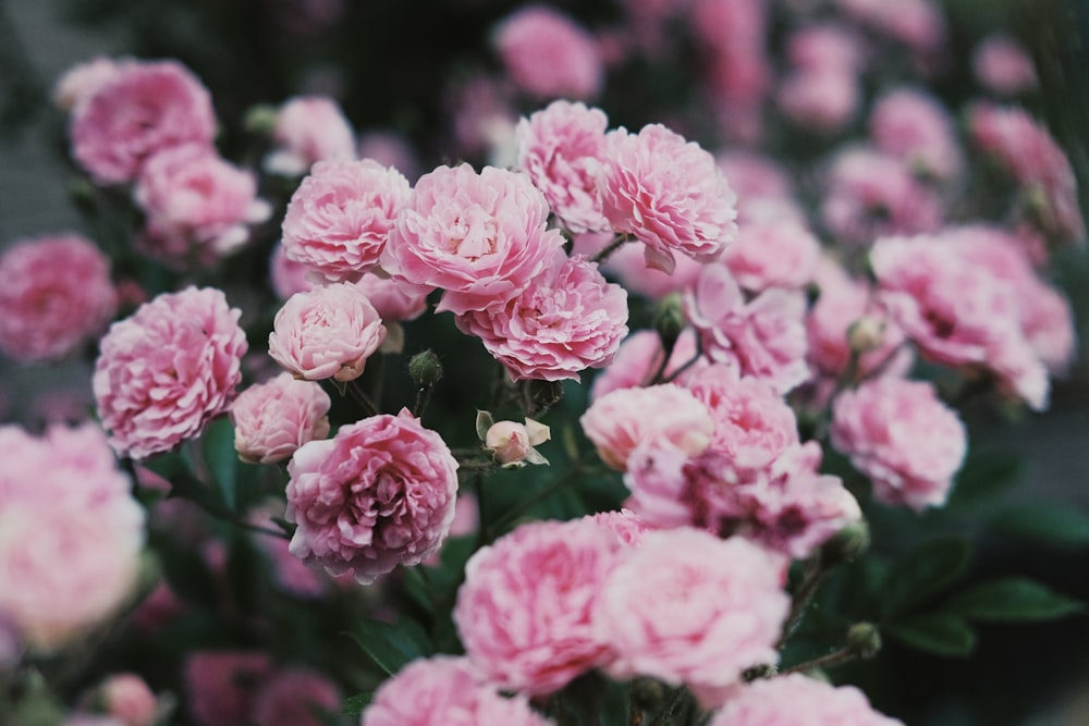 pink flowers in tilt shift lens