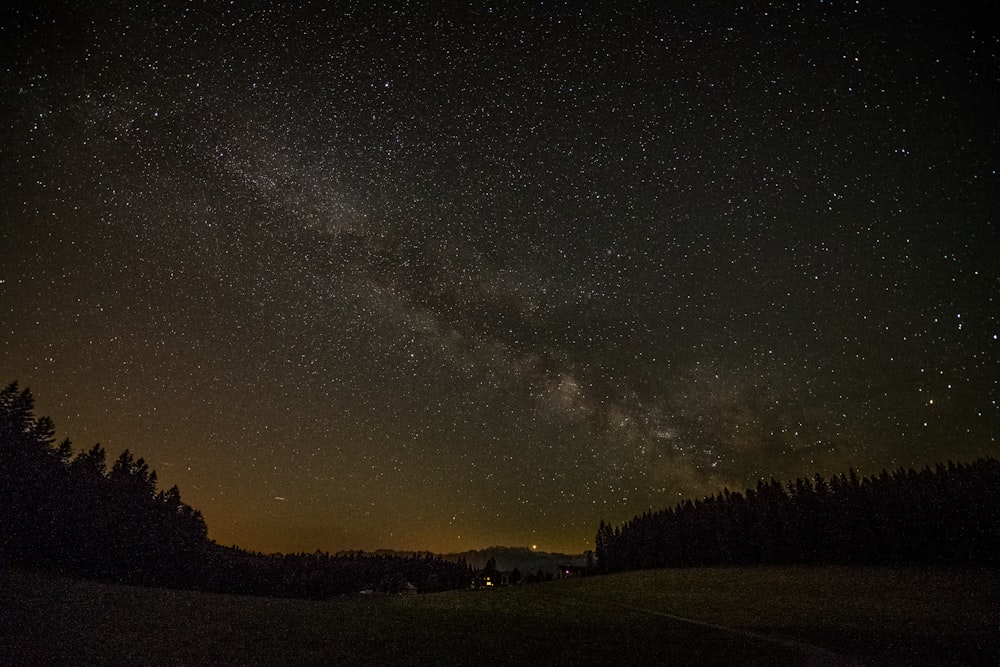 silhouette of trees under starry night