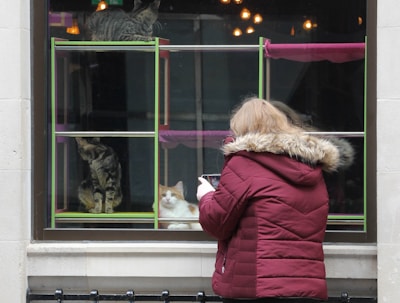 A person in a maroon jacket with a fur-lined hood stands outside, facing a window where several cats are visible inside a structure with colorful shelves. The person appears to be using a smartphone to take a photo of the cats, which include a striped tabby and a fluffy orange and white cat.