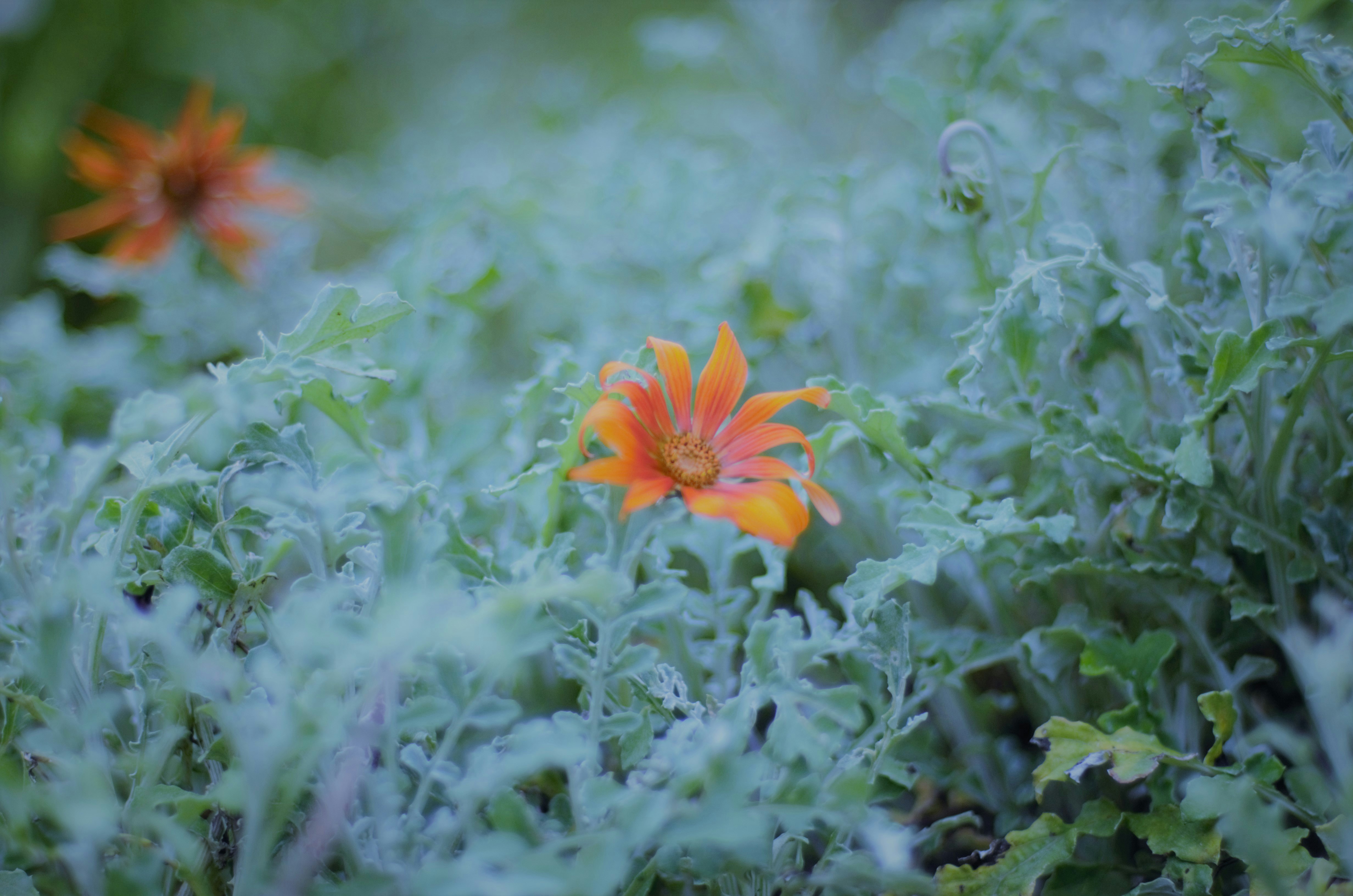 1. Fondue 2. Raclette 3. Rösti 4. Zürcher Geschnetzeltes 5. Sausages (Würste) 6. Bircher Müesli 7. Tartes flambées 8. Swiss chocolate 9. Älplermagronen 10. Swiss cheese