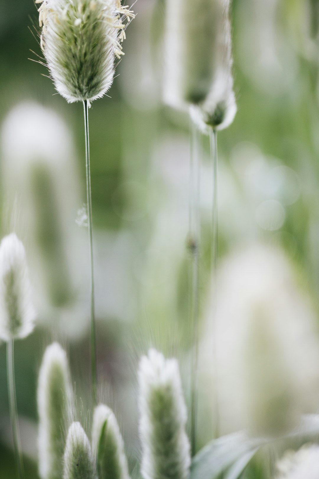 white flower in tilt shift lens