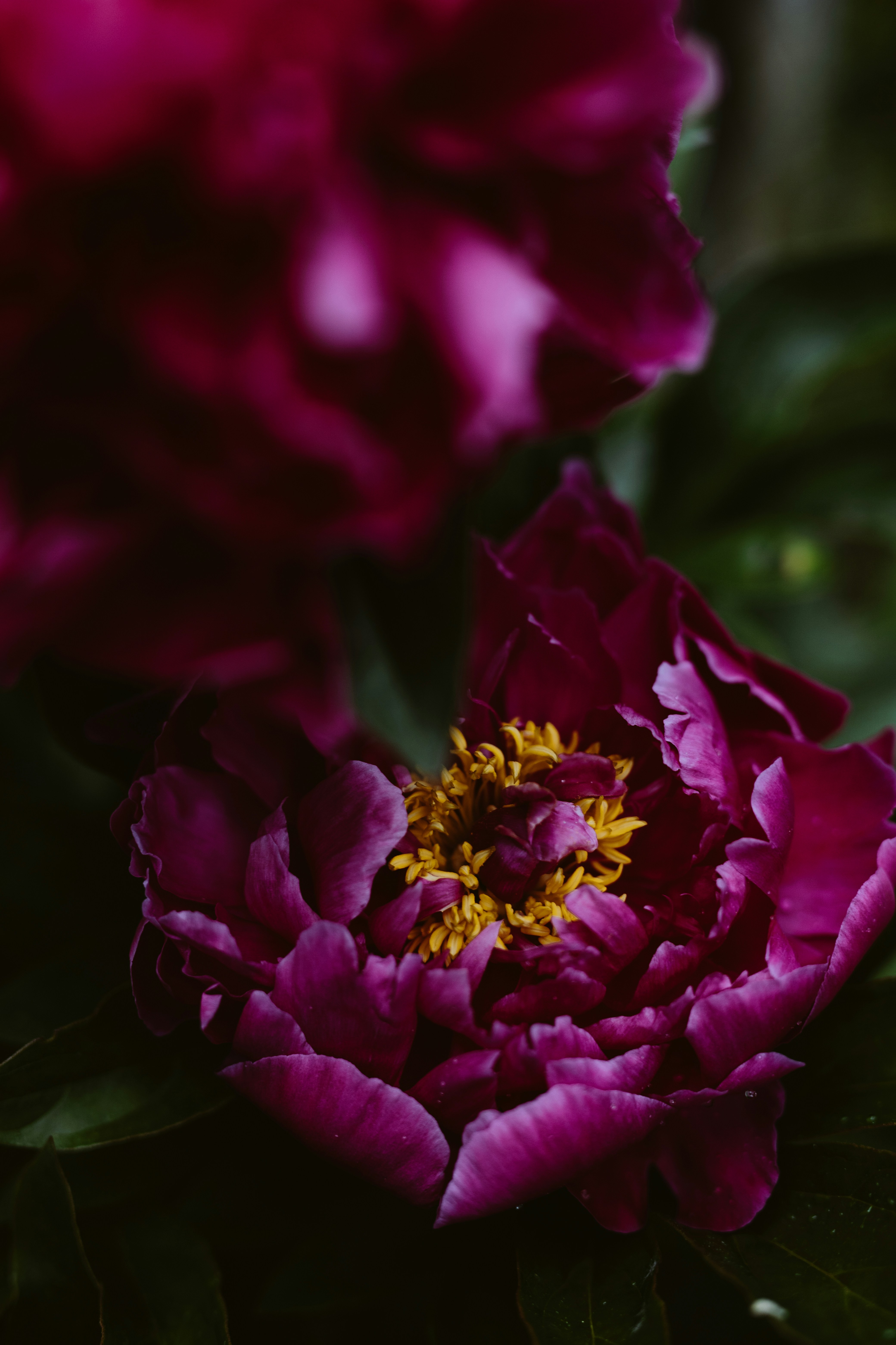 purple flower in tilt shift lens