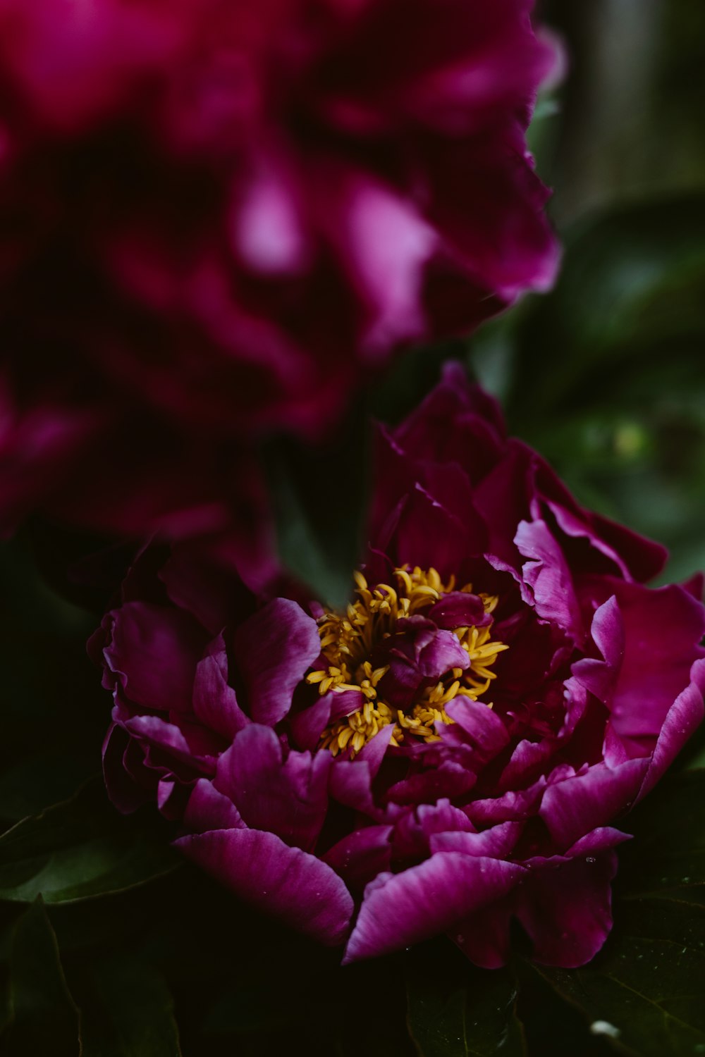 purple flower in tilt shift lens