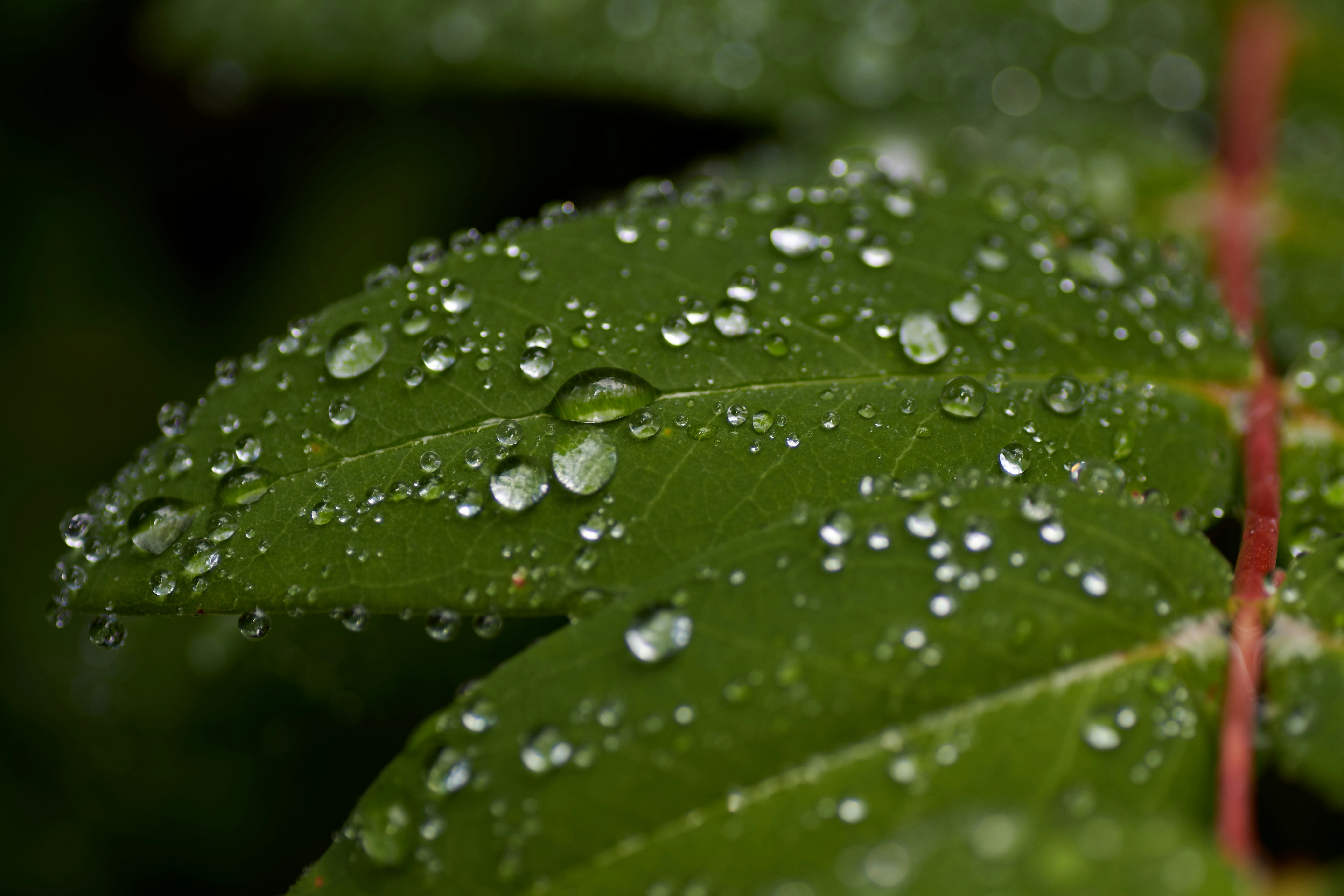 water droplets on green leaf four leaf clover teams background