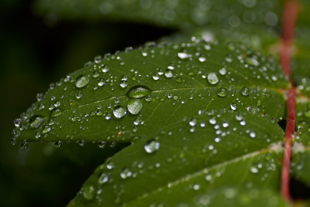 water droplets on green leaf