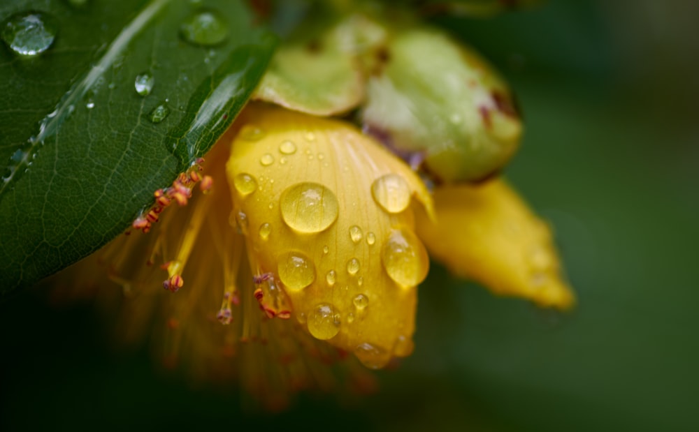 水滴のある黄色い花