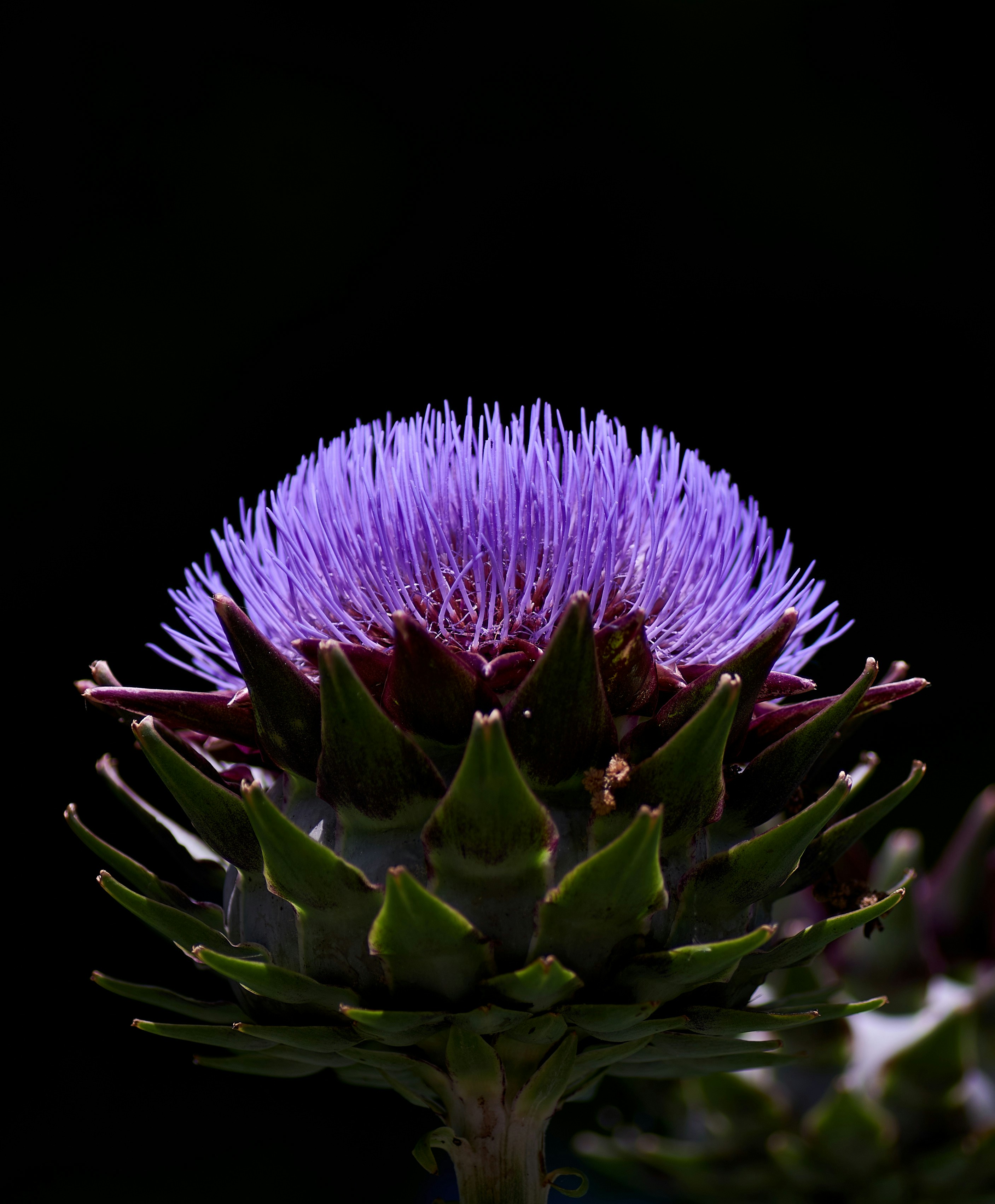 Artichoke flower