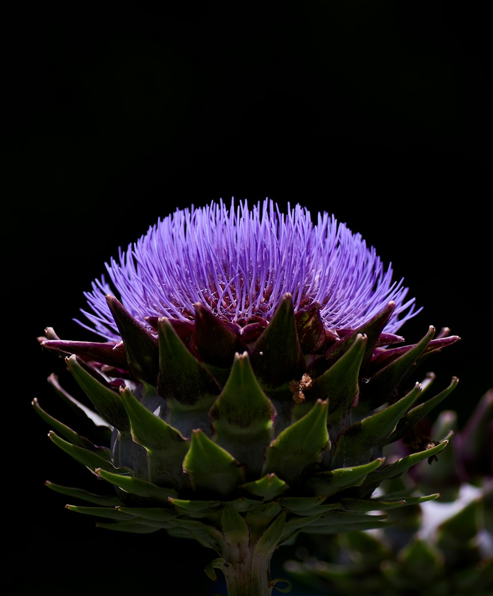 purple and green flower in black background