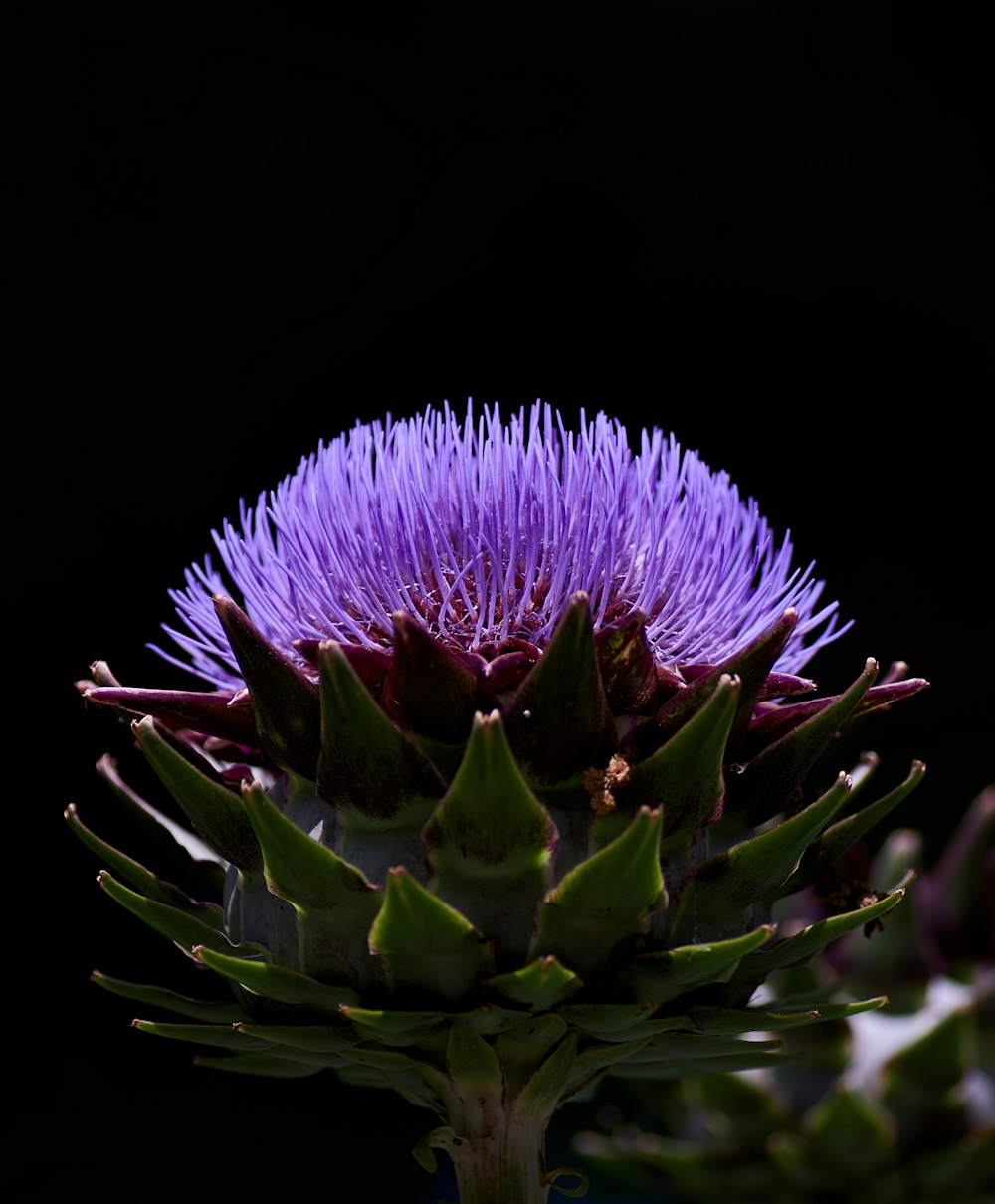 flor púrpura y verde en fondo negro