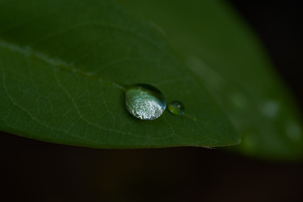 water drop on green leaf