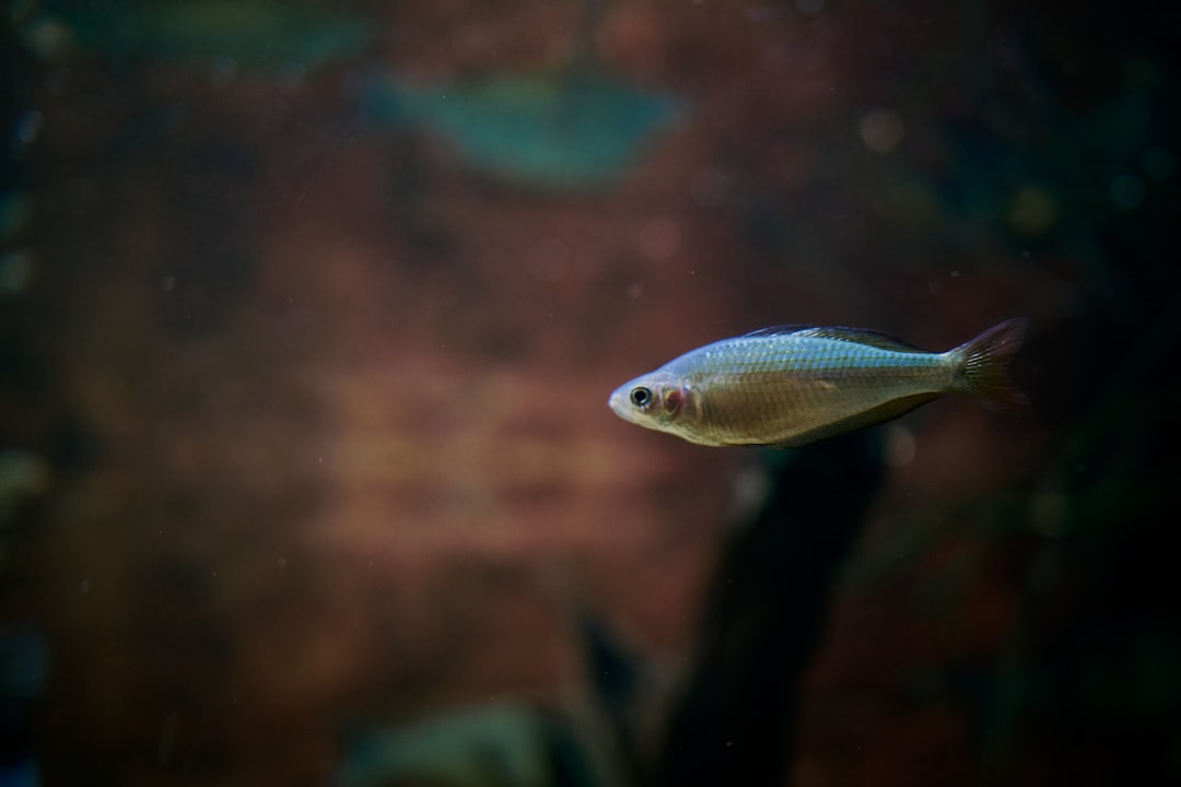 blue and white fish in water