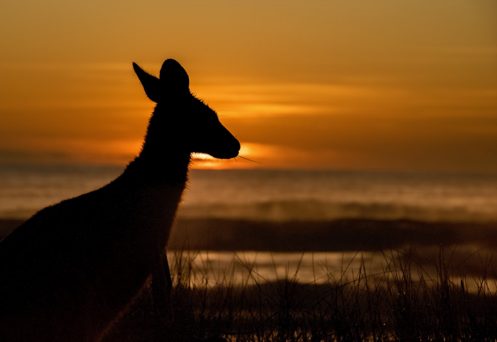 silhouette of deer on grass field during sunset