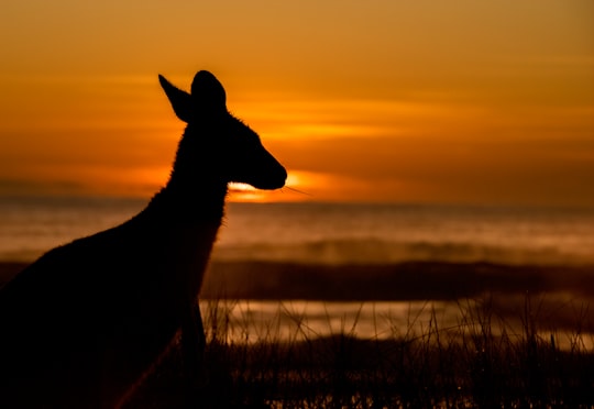 silhouette of deer on grass field during sunset in Potato Point NSW Australia
