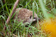 hedgehog on green grass during daytime