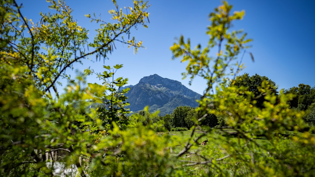 Forest photo spot Zoo Salzburg Hellbrunn Austria