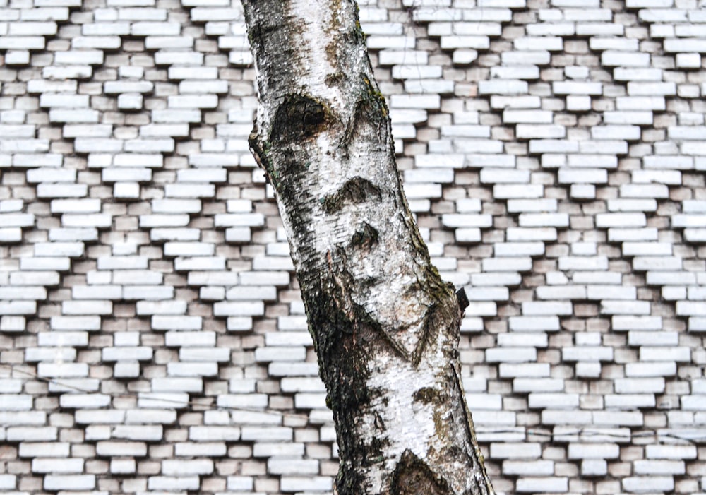 brown tree trunk near white brick wall