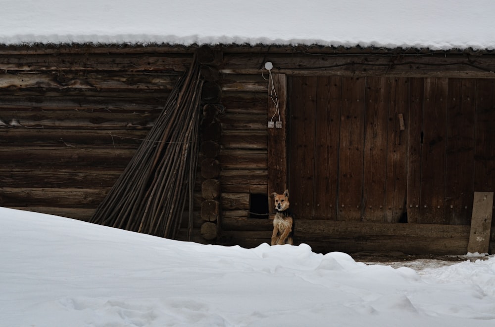 a dog standing in the snow in front of a cabin