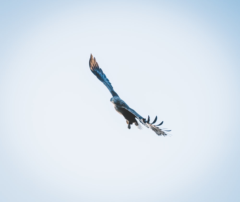 blue and black bird flying