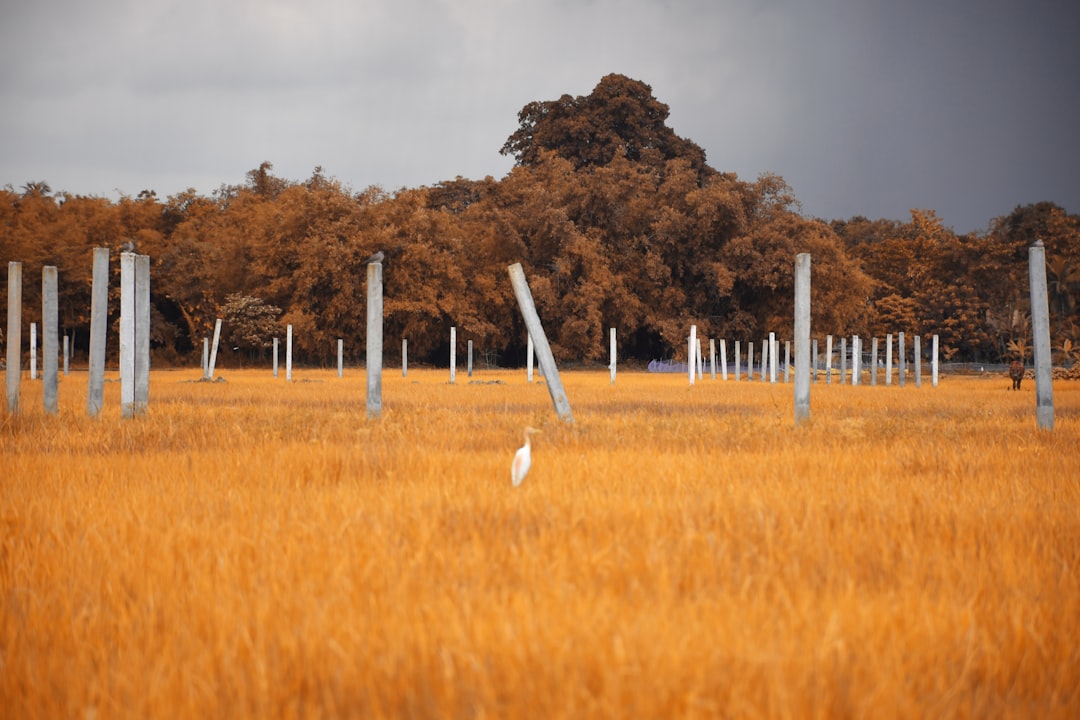 photo of Jagiroad Wildlife near Pobitora Wildlife Sanctuary