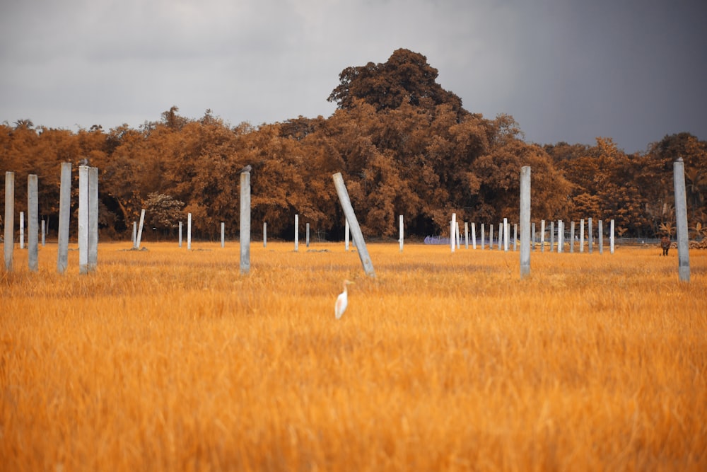white wind turbines on brown grass field during daytime