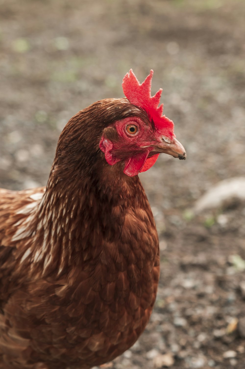 brown hen on brown soil