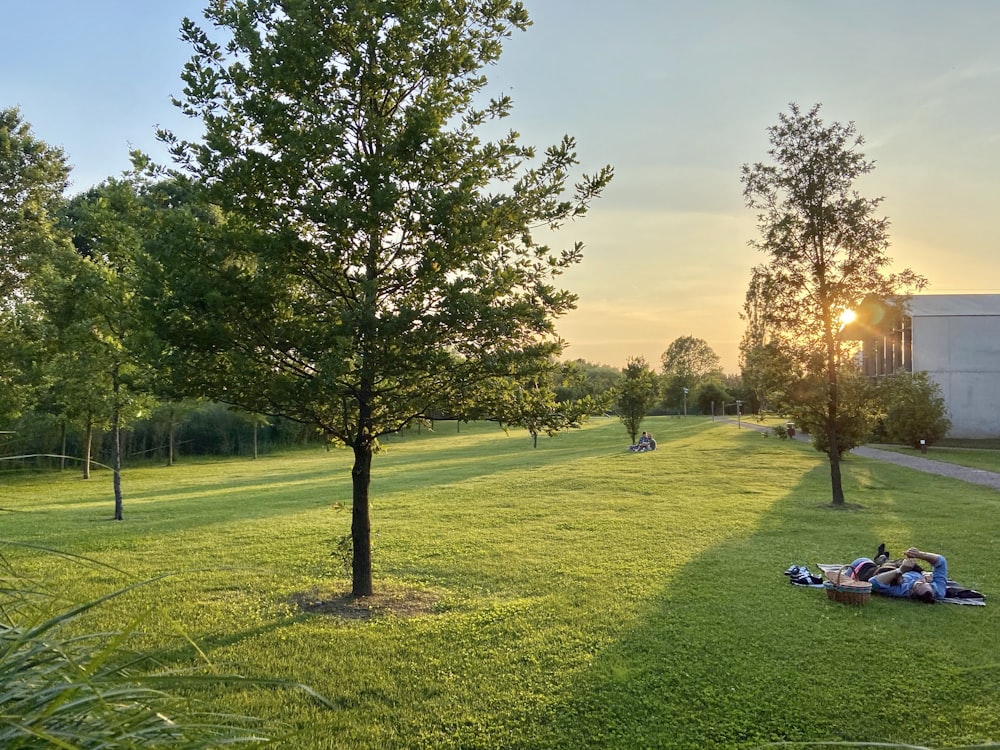 green grass field with trees during daytime