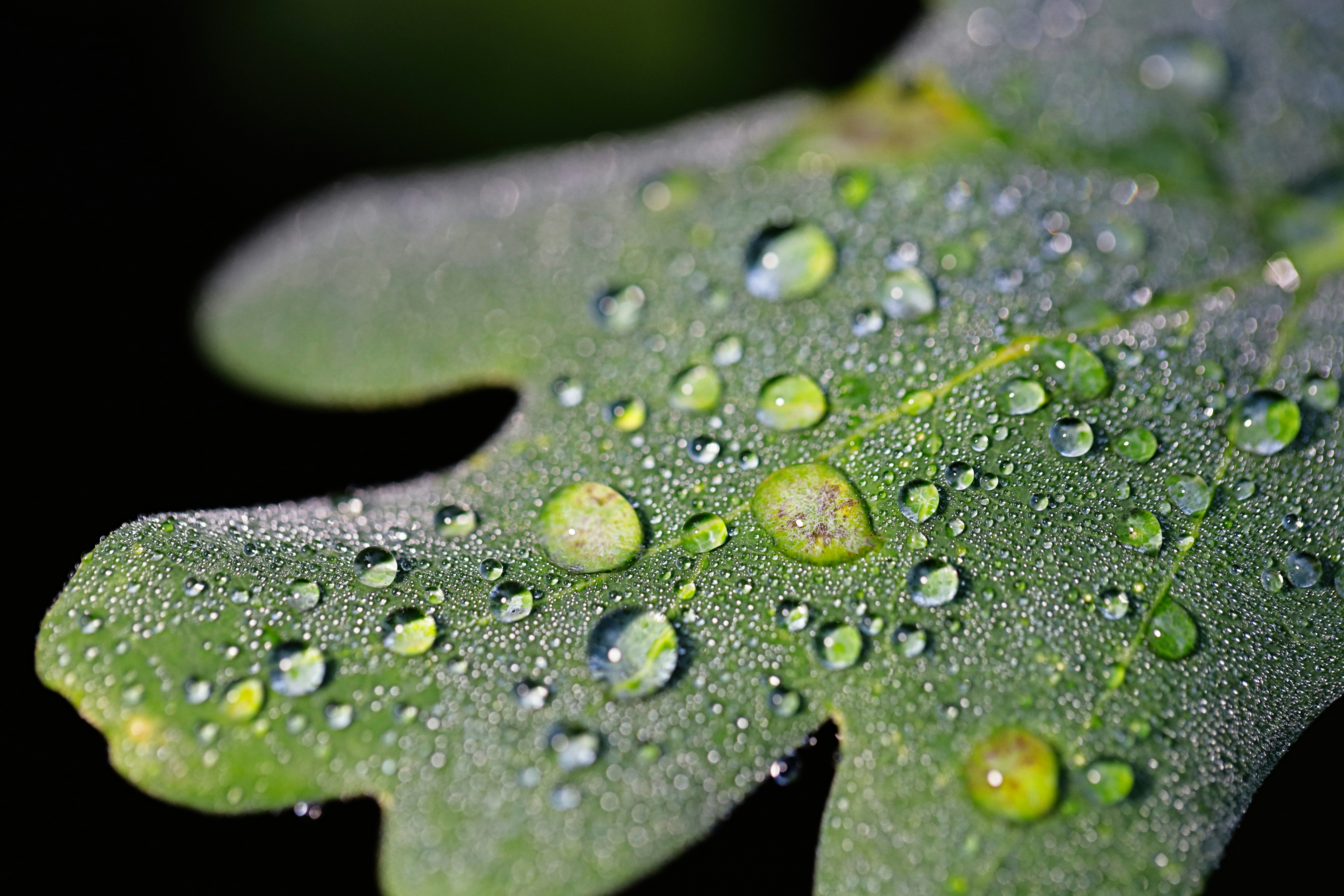 water droplets on green leaf four leaf clover teams background