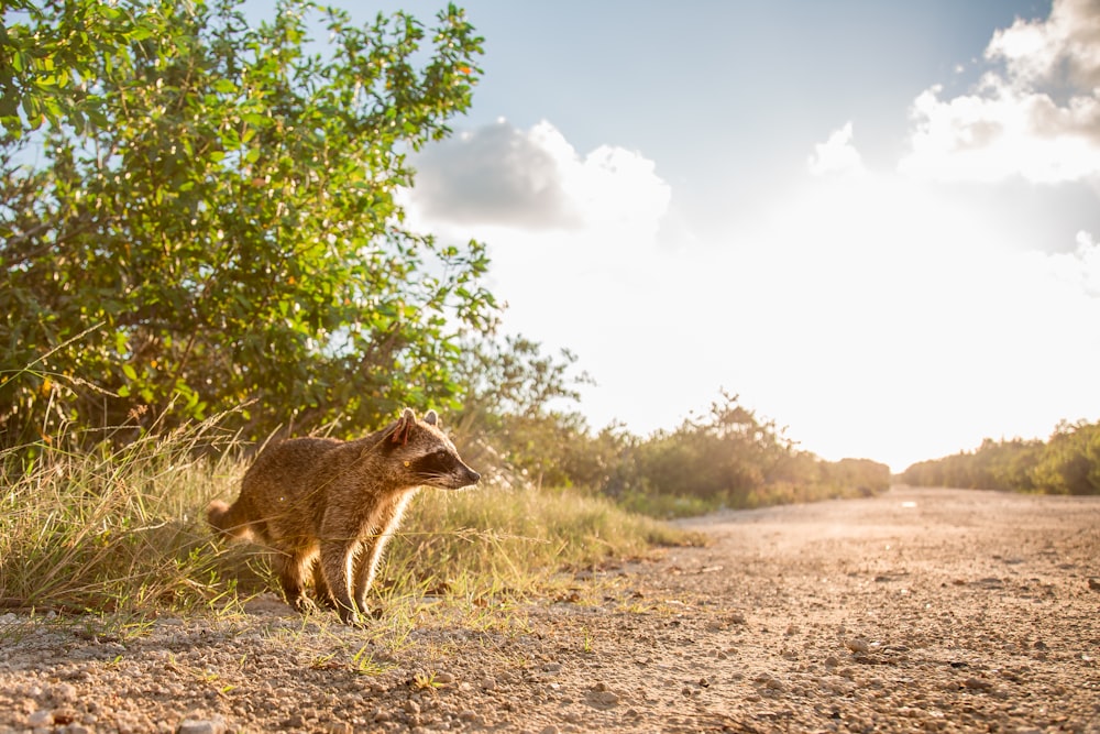 brown and white animal on brown field under white clouds and blue sky during daytime